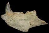 Fossil Sea Lion (Allodesmus) Lower Jaw Section - Bakersfield, CA #143892-1